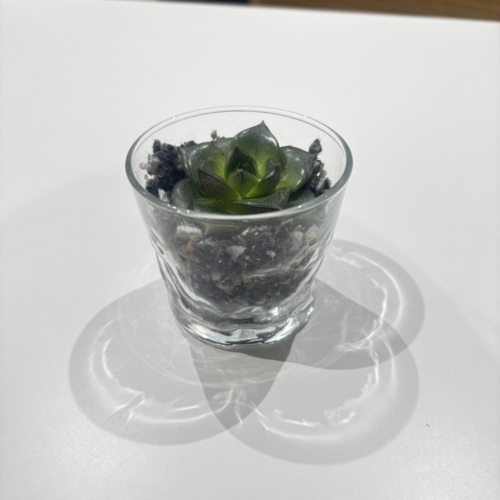 立命館宇治 ななすか